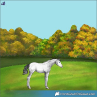 Horse Color:White Spotted Blue Roan Splash Snowcap 