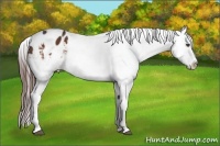 Horse Color:White Spotted Bay Splash Appaloosa Rabicano 