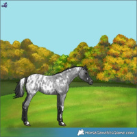 Horse Color:White Spotted Blue Roan Appaloosa 