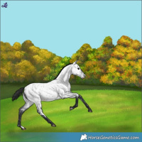 Horse Color:Blue Roan Near Leopard