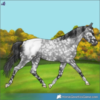 Horse Color:Blue Roan Snowflake Varnish
