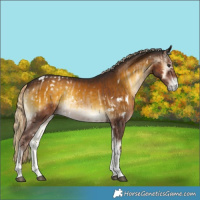 Horse Color:Liver Red Onyx Tobiano Appaloosa  and Gray White Spotted Chocolate Palomino Onyx Tobiano 
