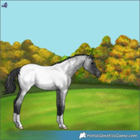 Horse Color:Blue Roan Snowcap 
