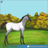 Horse Color:Blue Roan Snowcap 