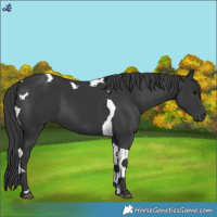 Horse Color:Black Tobiano