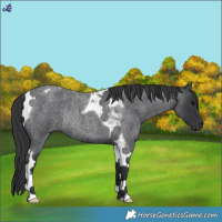 Horse Color:Blue Roan Tobiano Rabicano
