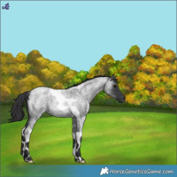 Horse Color:Blue Roan Tobiano 