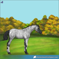 Horse Color:Blue Roan Tobiano