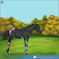 Horse Color:Black Tobiano