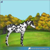 Horse Color:White Spotted Black 