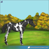 Horse Color:Black Tobiano 