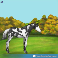 Horse Color:Black Splash Tobiano 