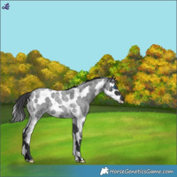 Horse Color:Blue Roan Splash Tobiano 