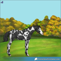 Horse Color:Black Splash Tobiano