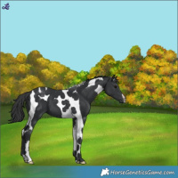 Horse Color:Black Tobiano 