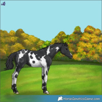 Horse Color:Black Tobiano 