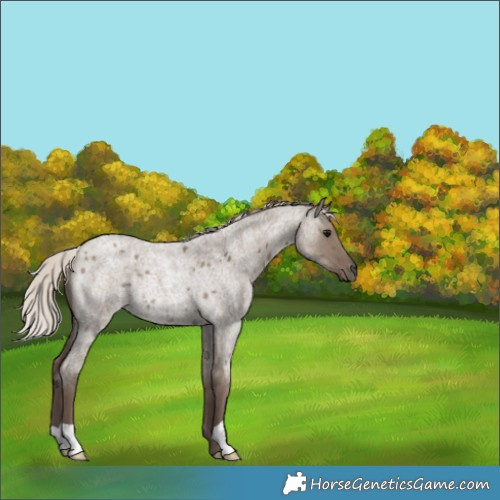 Horse Color:Silver Grullo Roan Rabicano 