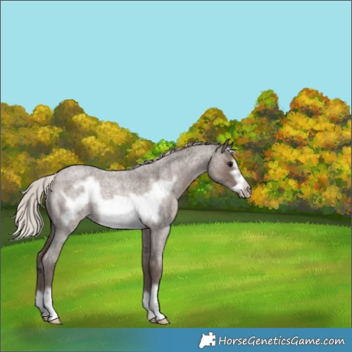 Horse Color:Silver Blue Roan Frame Rabicano 