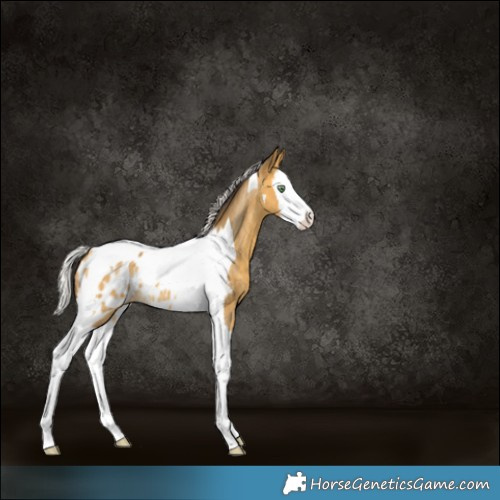 Horse Color:Silver Amber Cream Champagne Splash Tobiano Appaloosa Rabicano 