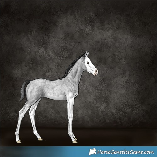 Horse Color:Blue Roan Splash Appaloosa Rabicano 