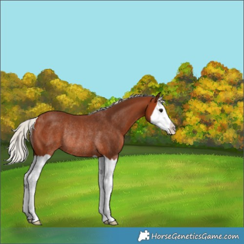 Horse Color:Silver Brown Splash Rabicano 