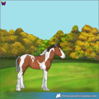 Horse Color:Bay Splash Tobiano 