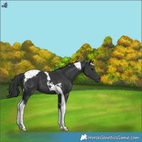 Horse Color:Black Tobiano