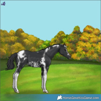 Horse Color:Black Tobiano Frame