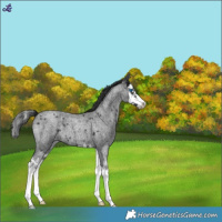 Horse Color:Blue Roan Splash