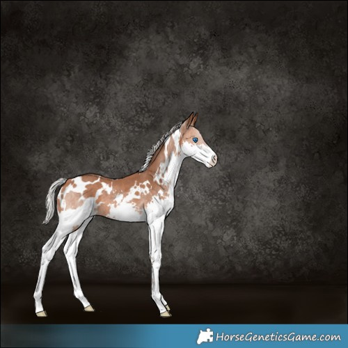 Horse Color:White Spotted Silver Bay Splash Rabicano 