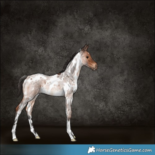 Horse Color:White Spotted Bay Roan Rabicano