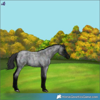 Horse Color:Midnight Blue Roan