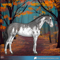 Horse Color:White Spotted Brown Sabino 