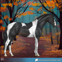 Horse Color:Brown Tobiano 