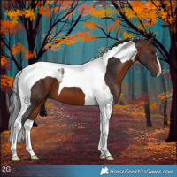 Horse Color:Brown Tobiano 