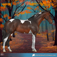Horse Color:Bay Tobiano Rabicano 