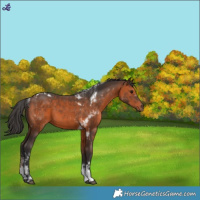 Horse Color:Brown Tobiano