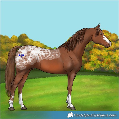Horse Color:Chestnut Ice 