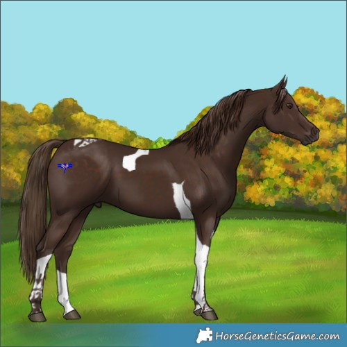 Horse Color:Liver Chestnut Tobiano 