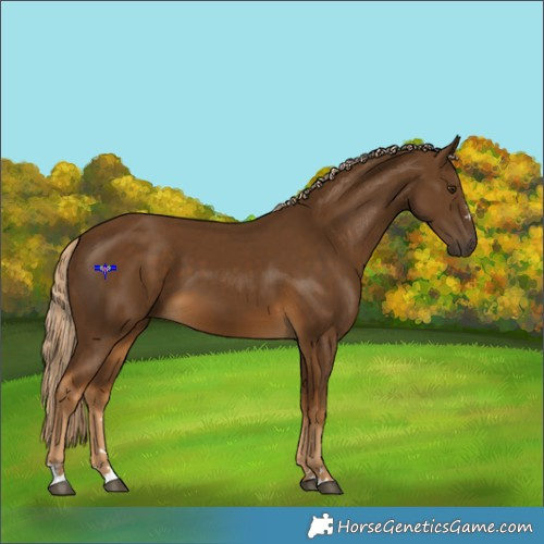 Horse Color:Chocolate Palomino 