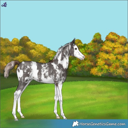 Horse Color:White Spotted Liver Chestnut Sabino Splash