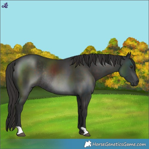 Horse Color:Liver Chestnut Rabicano