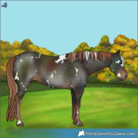Horse Color:White Spotted Liver Chestnut 