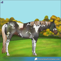 Horse Color:White Spotted Liver Chestnut Tobiano 