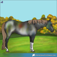 Horse Color:Liver Chestnut Tobiano 