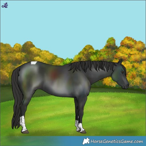 Horse Color:Liver Chestnut Tobiano 