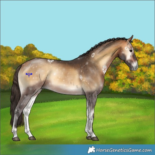 Horse Color:Buckskin Onyx 