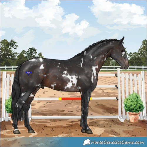 Horse Color:White Spotted Brown 