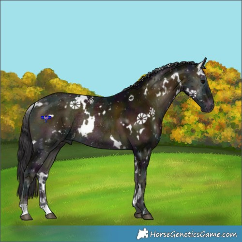 Horse Color:White Spotted Midnight Buckskin Ice Onyx Rabicano 