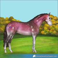 Horse Color:Buckskin Onyx Sabino 